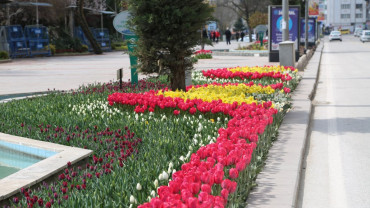 Elazığ'da Bahar Laleler ve Çiçeklerle Bir Başka Güzel - 2018
