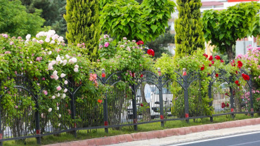 Elazığ'da Bahar Laleler ve Çiçeklerle Bir Başka Güzel - 2018