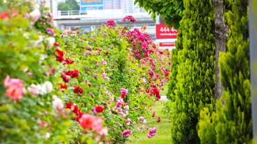 Elazığ'da Bahar Laleler ve Çiçeklerle Bir Başka Güzel - 2018