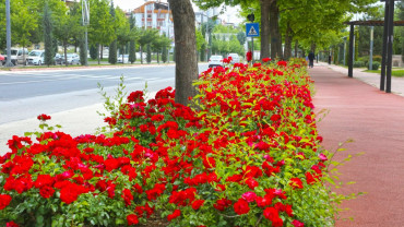 Elazığ'da Bahar Laleler ve Çiçeklerle Bir Başka Güzel - 2018
