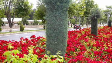 Elazığ'da Bahar Laleler ve Çiçeklerle Bir Başka Güzel - 2018