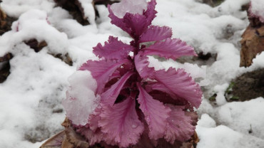 Kar ve Kış Manzaraları
