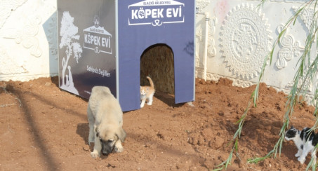 ŞERİFOĞULLARI: 'SOKAK HAYVANLARINI OKULLAR SAHİPLENECEK'