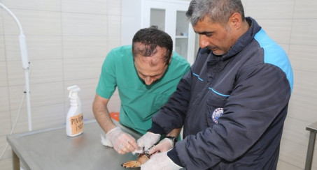 YARALI EFSANEVİ KUŞLAR TEDAVİ ALTINDA