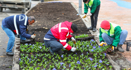 Belediye Lale Soğanı Dikimine Başladı