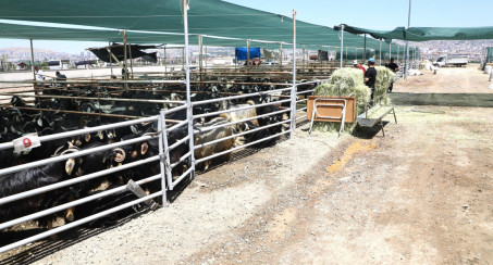 ELAZIĞ BELEDİYESİ, KURBAN SATIŞ VE KESİM NOKTASINDA HAZIRLIKLARINI TAMAMLADI