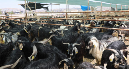Elazığ Belediyesi, Kurban Satış ve Kesim Alanını Açıkladı