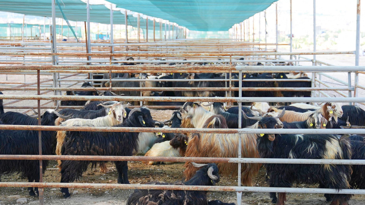 Elazığ Belediyesi Kurban Satış ve Kesim Alanındaki Hazırlıklar Tamamlandı