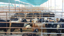 Elazığ Belediyesi Kurban Satış ve Kesim Alanındaki Hazırlıklar Tamamlandı