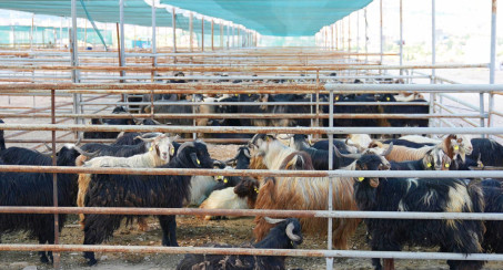 Elazığ Belediyesi Kurban Satış ve Kesim Alanındaki Hazırlıklar Tamamlandı