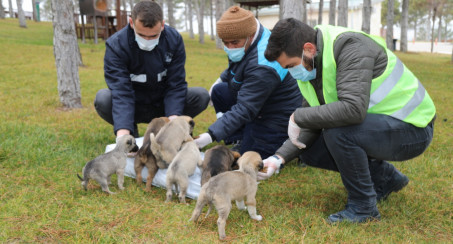 Elazığ Belediyesi, Sokak Hayvanlarının Yanında