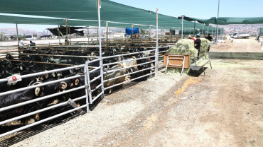 ELAZIĞ BELEDİYESİ, KURBAN SATIŞ VE KESİM NOKTASINDA HAZIRLIKLARINI TAMAMLADI