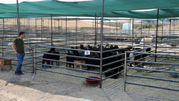 Kurban Satış ve Kesim Alanı Hazır
