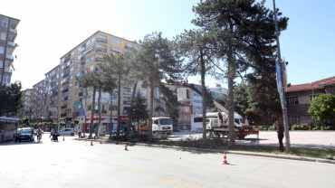 Elazığ Belediyesi Kent Meydanı Çalışma Sahasındaki Ağaçları Taşıyacak