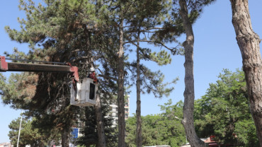 Elazığ Belediyesi Kent Meydanı Çalışma Sahasındaki Ağaçları Taşıyacak