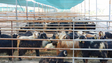 Elazığ Belediyesi Kurban Satış ve Kesim Alanındaki Hazırlıklar Tamamlandı