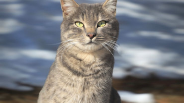 Elazığ Belediyesi'nden Doğadaki Canlara Şefkat Eli