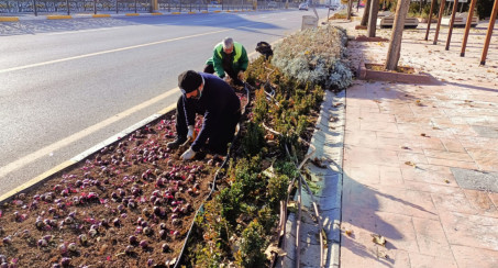 Lale Ve Sümbül Soğanları Toprakla Buluştu