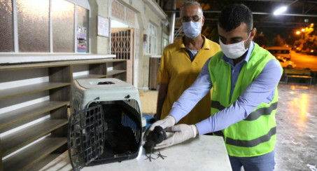 YARALI GÜVERCİNE ŞEFKAT ELİ