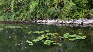 Çalgan Deresi Biyolojik Gölet Ve Botanik Vadi Park Projesi