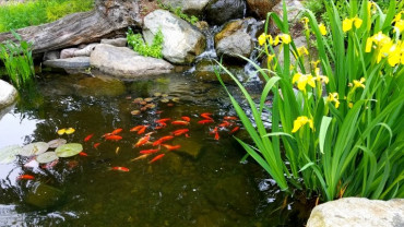 Çalgan Deresi Biyolojik Gölet Ve Botanik Vadi Park Projesi