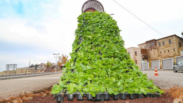 Dikey Bahçeler Projesi